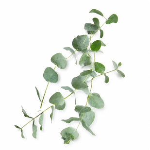 LINALOE